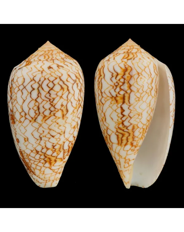 Conus Textile Vaulberti