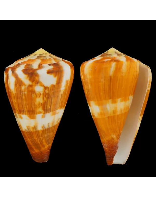 Conus Vexillum