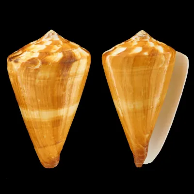 Conus Vexillum