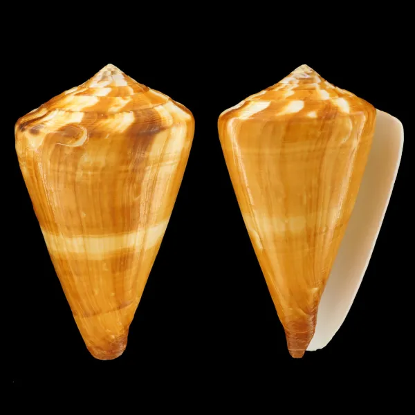Conus Vexillum