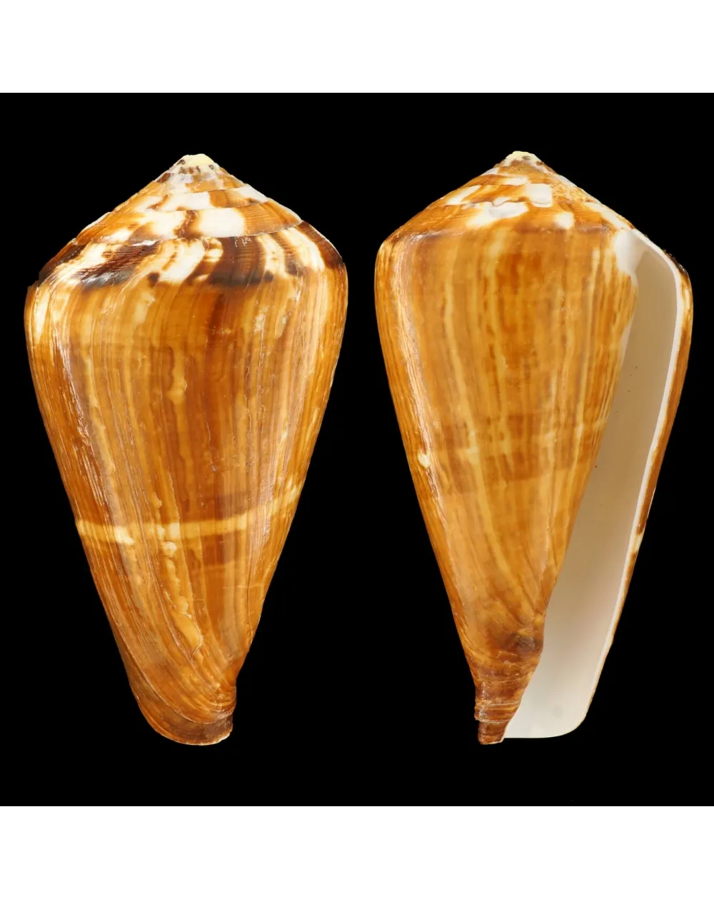 Conus Vexillum