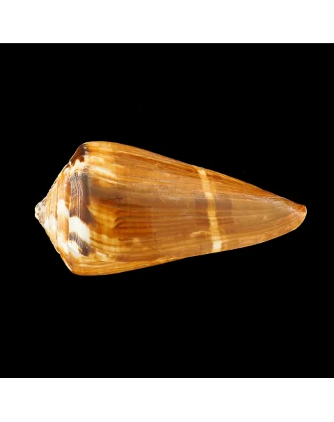 Conus Vexillum