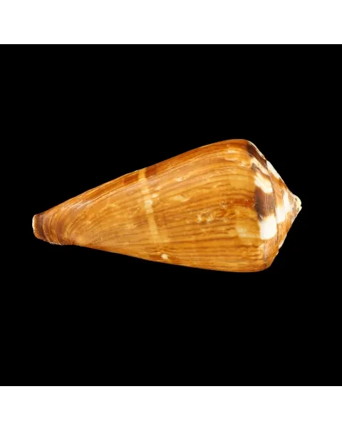 Conus Vexillum
