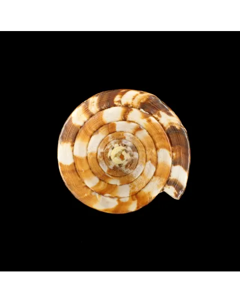 Conus Vexillum