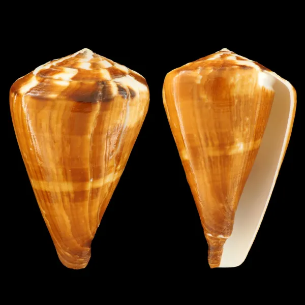 Conus Vexillum