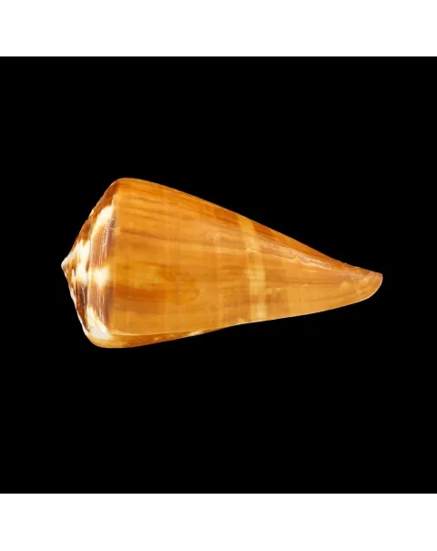 Conus Vexillum