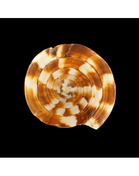 Conus Vexillum