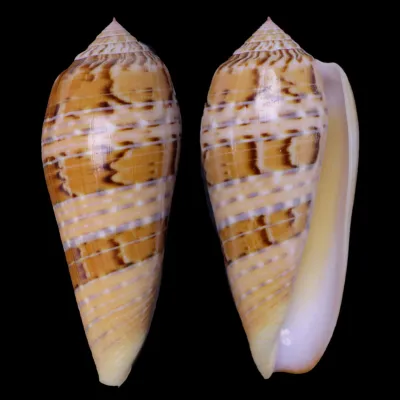 Textilia Dusaveli
