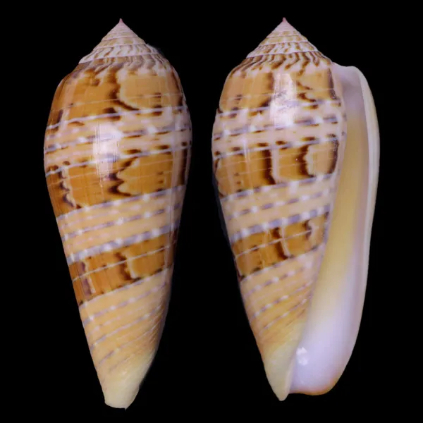 Textilia Dusaveli