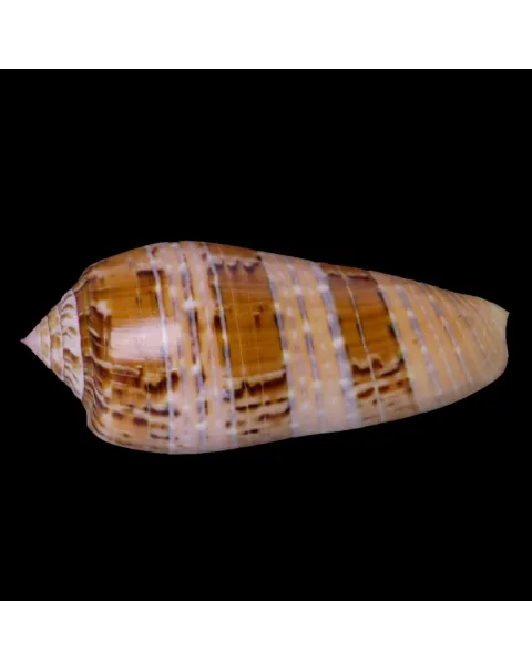Textilia Dusaveli