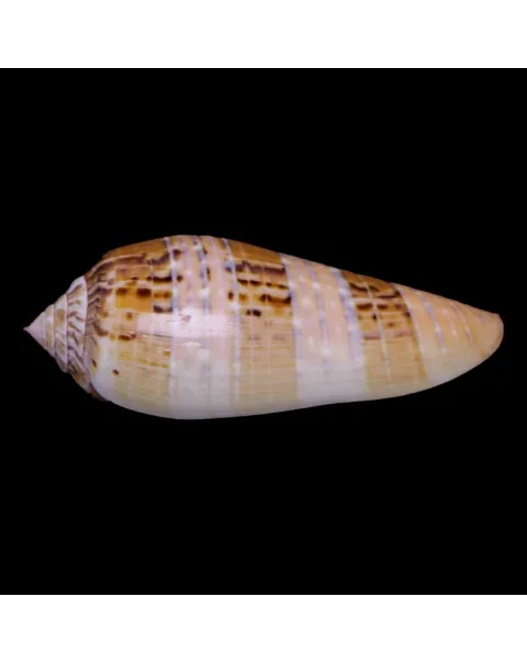Textilia Dusaveli