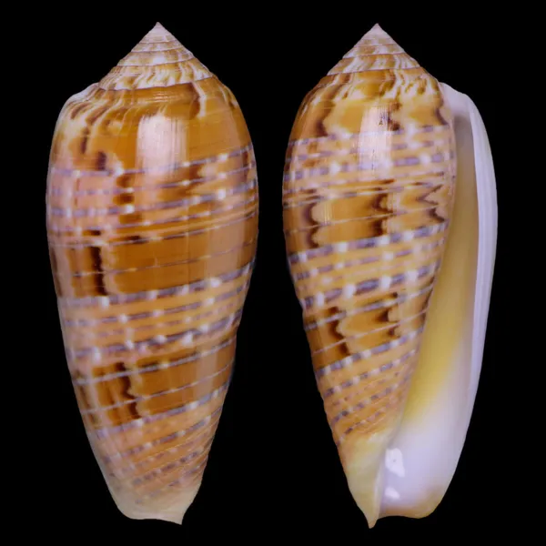 Textilia Dusaveli