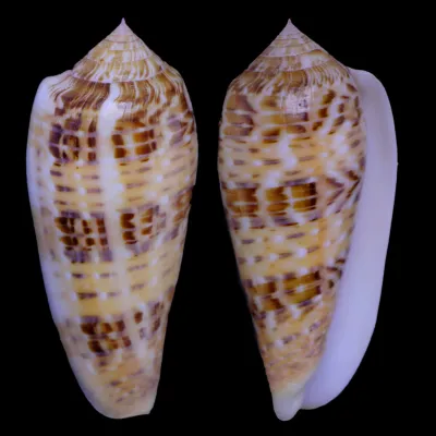 Textilia Dusaveli