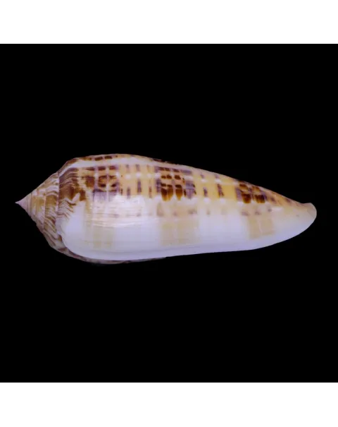 Textilia Dusaveli