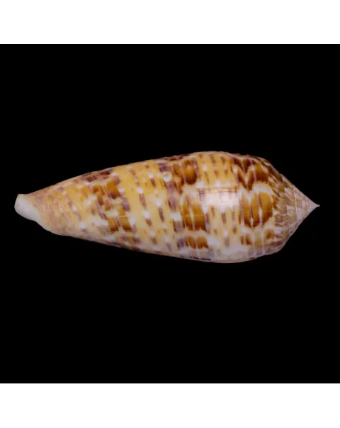 Textilia Dusaveli