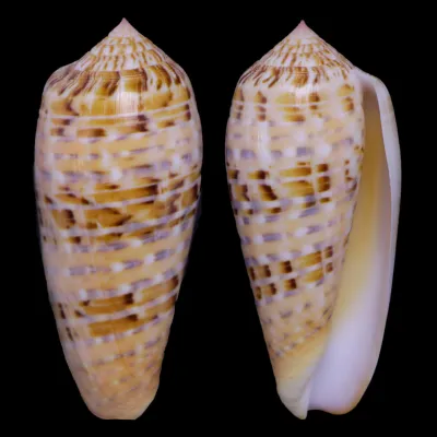 Textilia Dusaveli