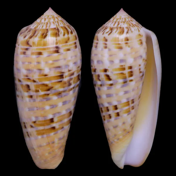 Textilia Dusaveli