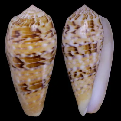 Textilia Dusaveli