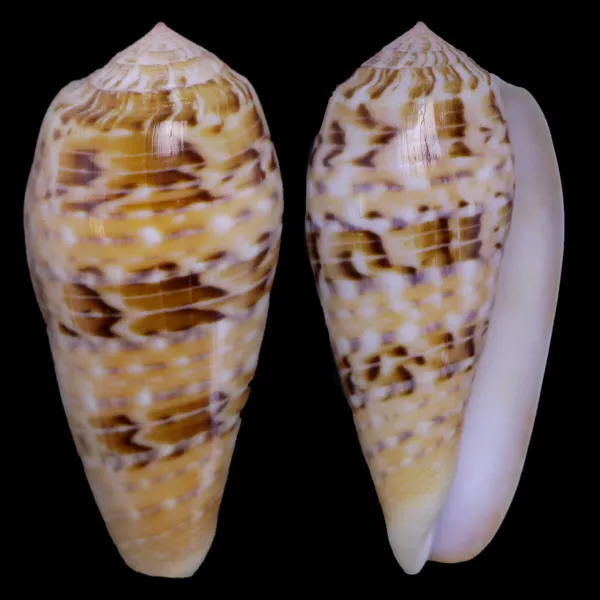 Textilia Dusaveli