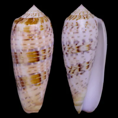Textilia Dusaveli