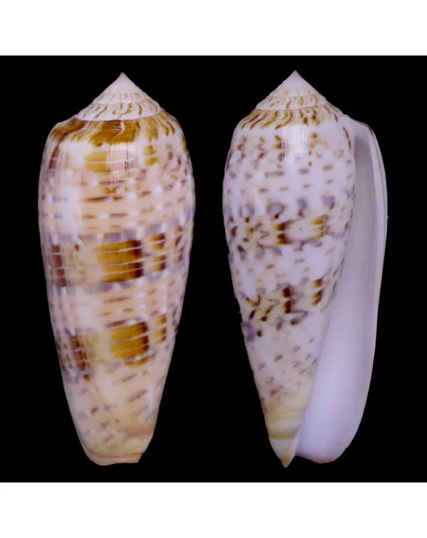Textilia Dusaveli