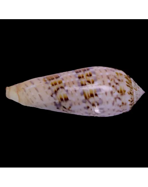 Textilia Dusaveli