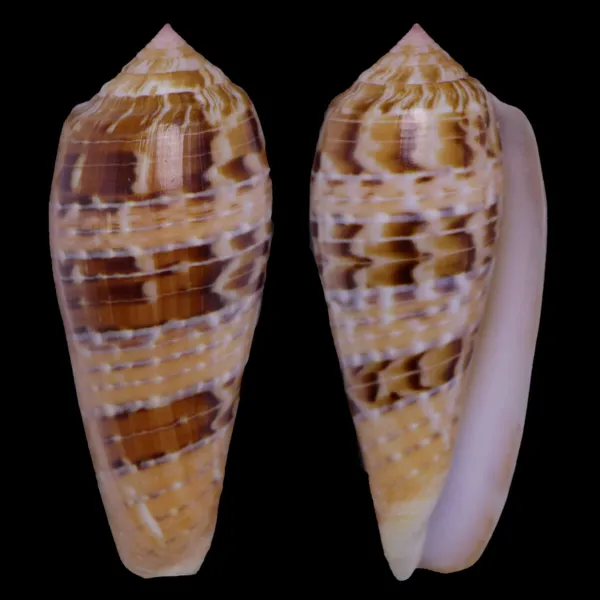 Textilia Dusaveli