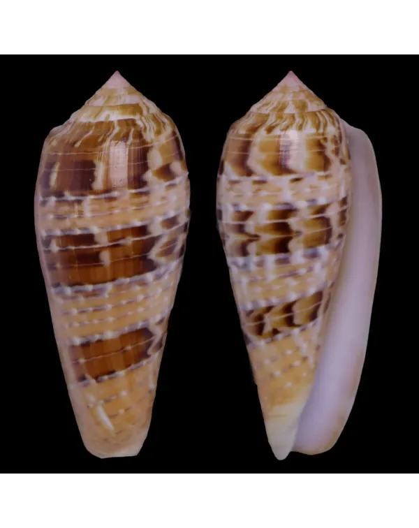 Textilia Dusaveli
