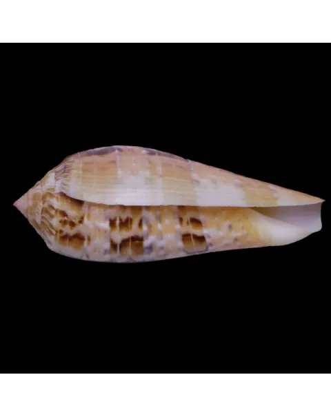Textilia Dusaveli