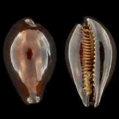 Erronea Adusta (1)