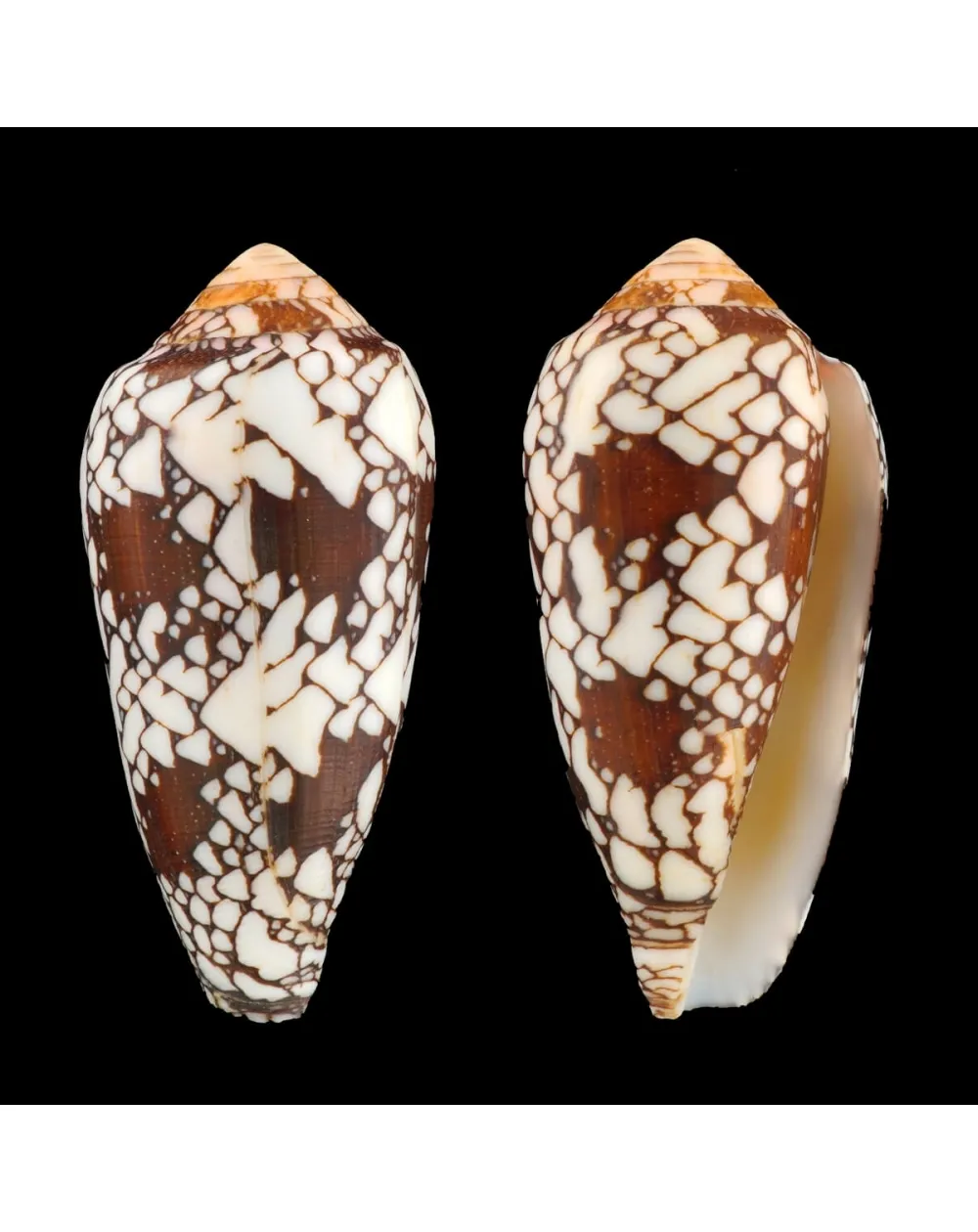 Conus Episcopatus