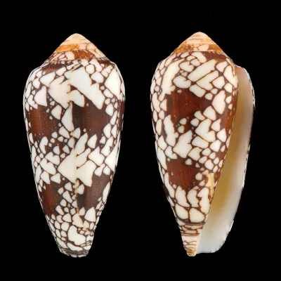 Conus Episcopatus