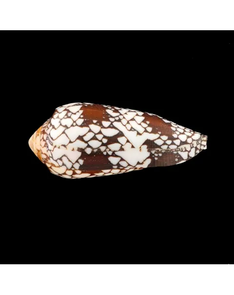 Conus Episcopatus