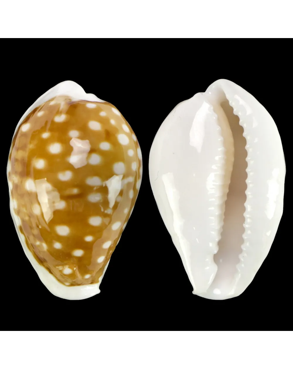 Cribrarula Exmouthensis