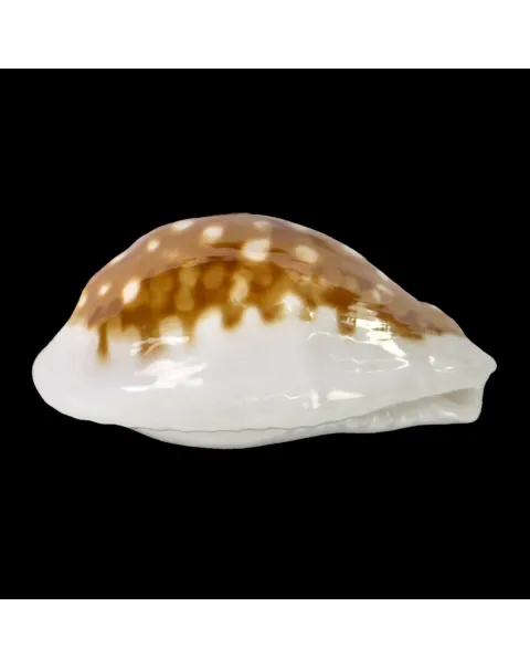 Cribrarula Exmouthensis