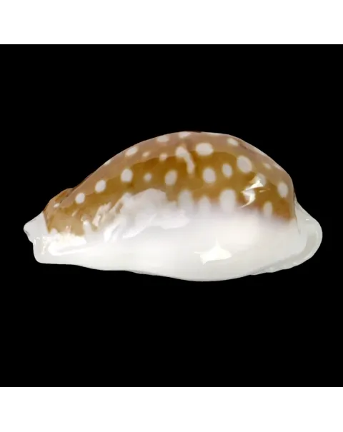Cribrarula Exmouthensis
