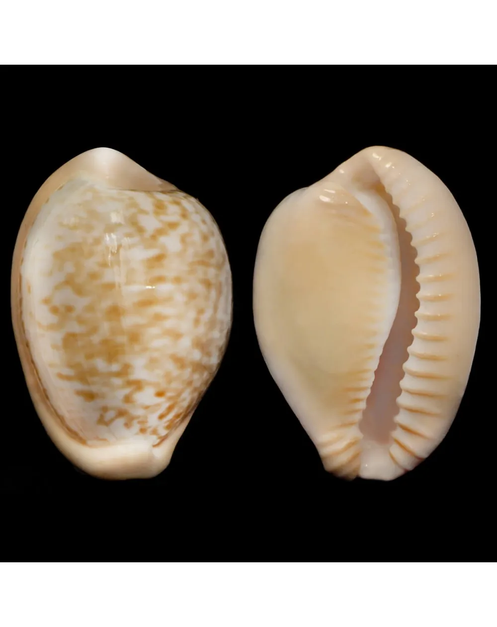 Cypraeovula Fuscorubra