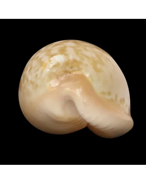 Cypraeovula Fuscorubra