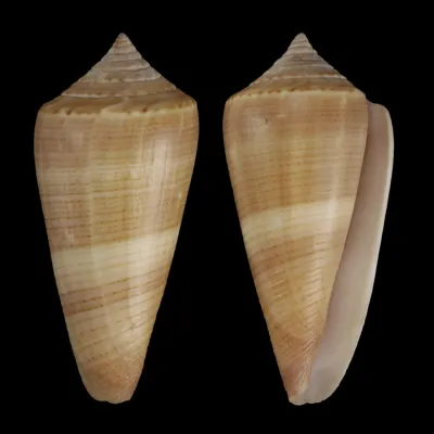 Calibanus Furvus