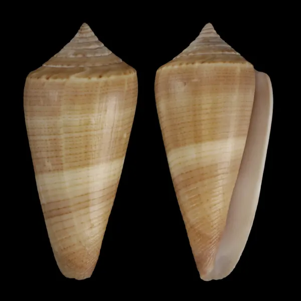 Calibanus Furvus