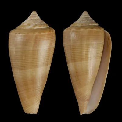 Calibanus Furvus