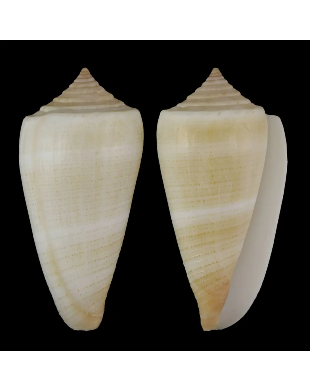 Calibanus Furvus CREAM