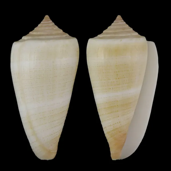 Calibanus Furvus CREAM