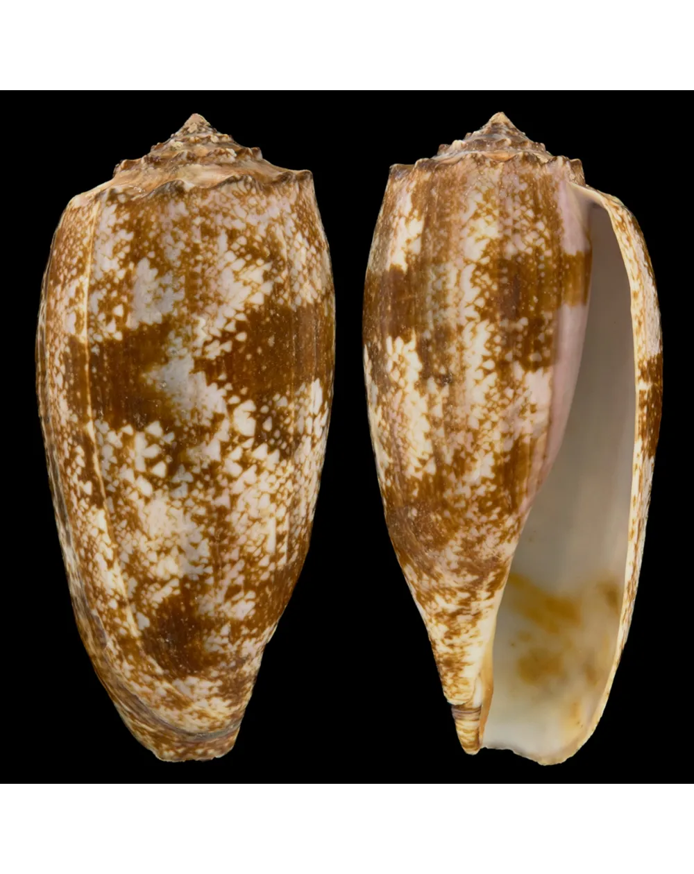 Conus Geographus