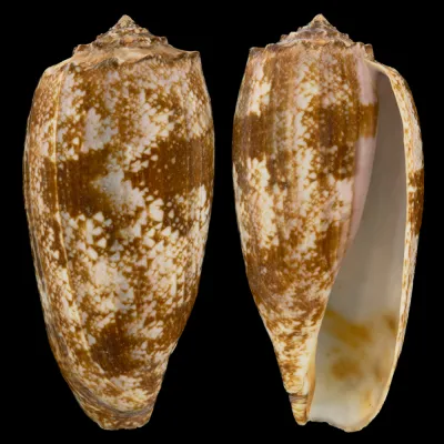 Conus Geographus