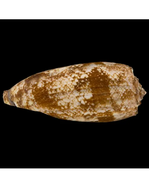 Conus Geographus
