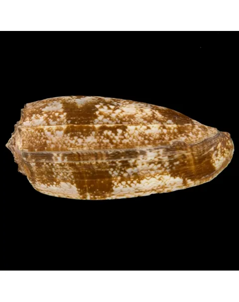 Conus Geographus