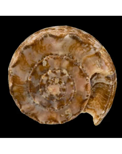 Conus Geographus