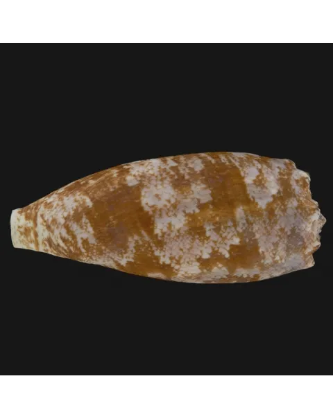 Conus Geographus