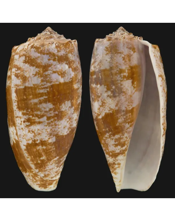 Conus Geographus